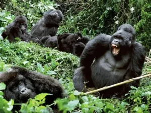Gorilla & Chimpanzee Trekking in Uganda