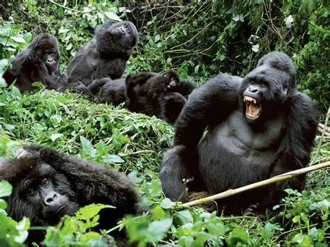 Gorilla & Chimpanzee Trekking in Uganda