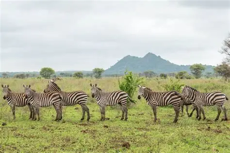 zebras in Lake Mburo National park