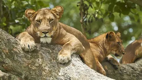 Lions in Queen Elizabeth National Park