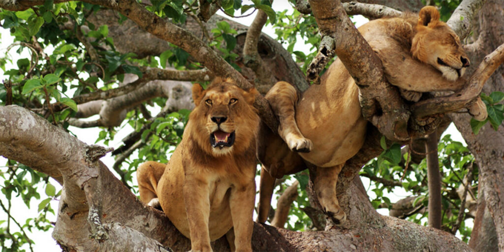 Tree-Climbing Lions