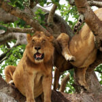 Tree-Climbing Lions