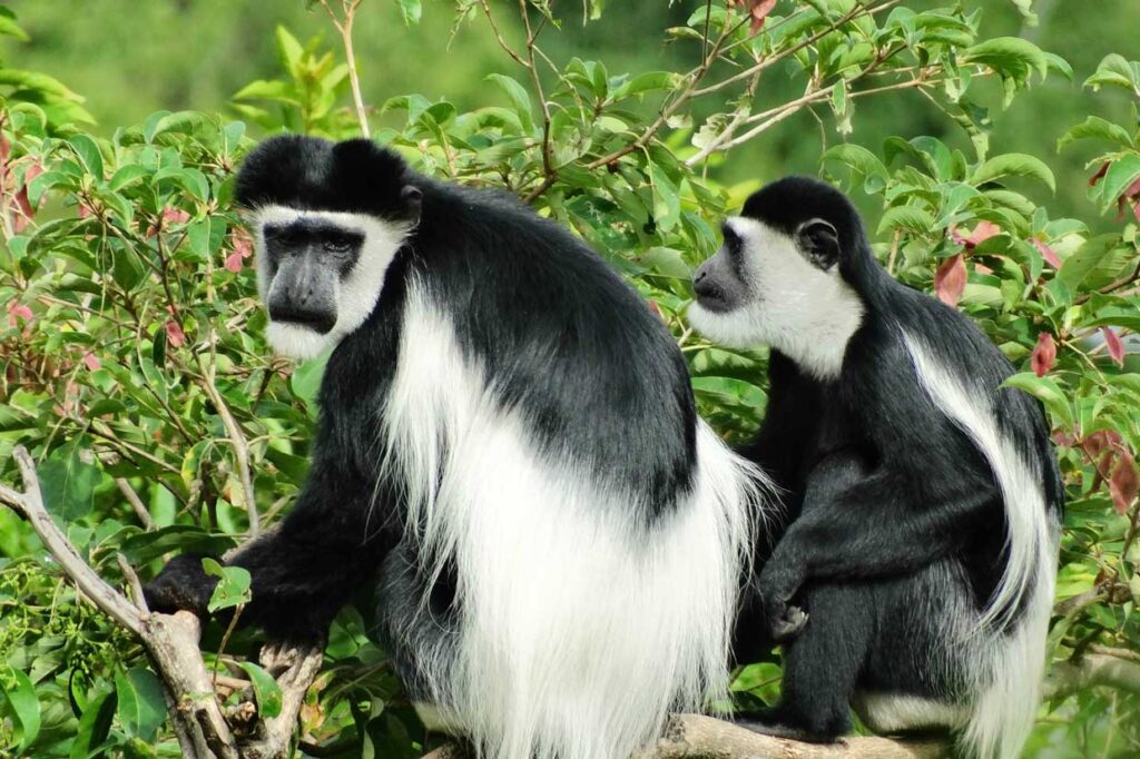 colobus monkeys