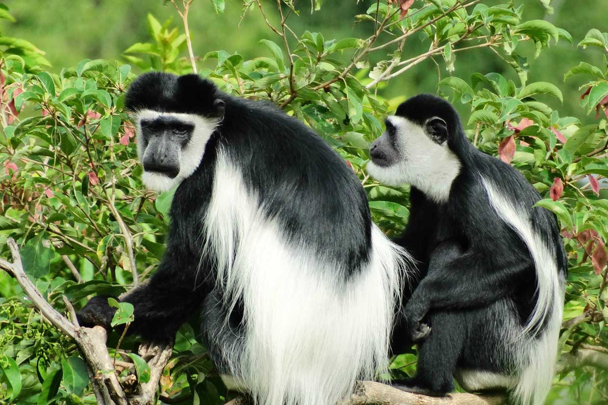 colobus monkeys