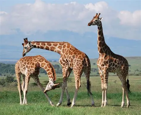 Rothschild’s Giraffes